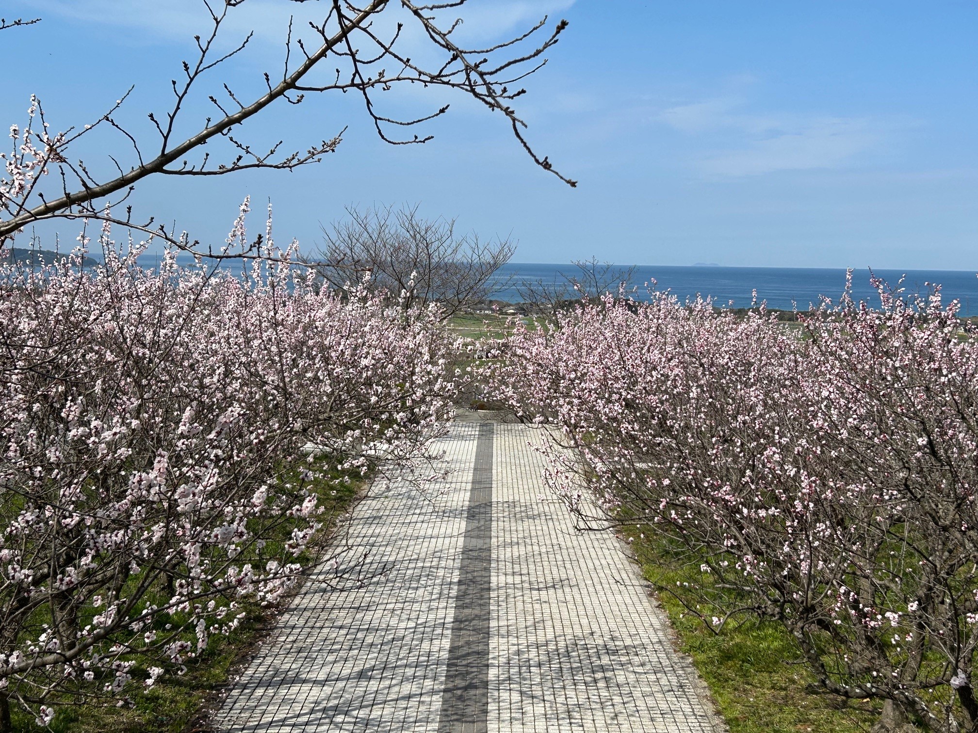 海が臨めるあんずの花畑