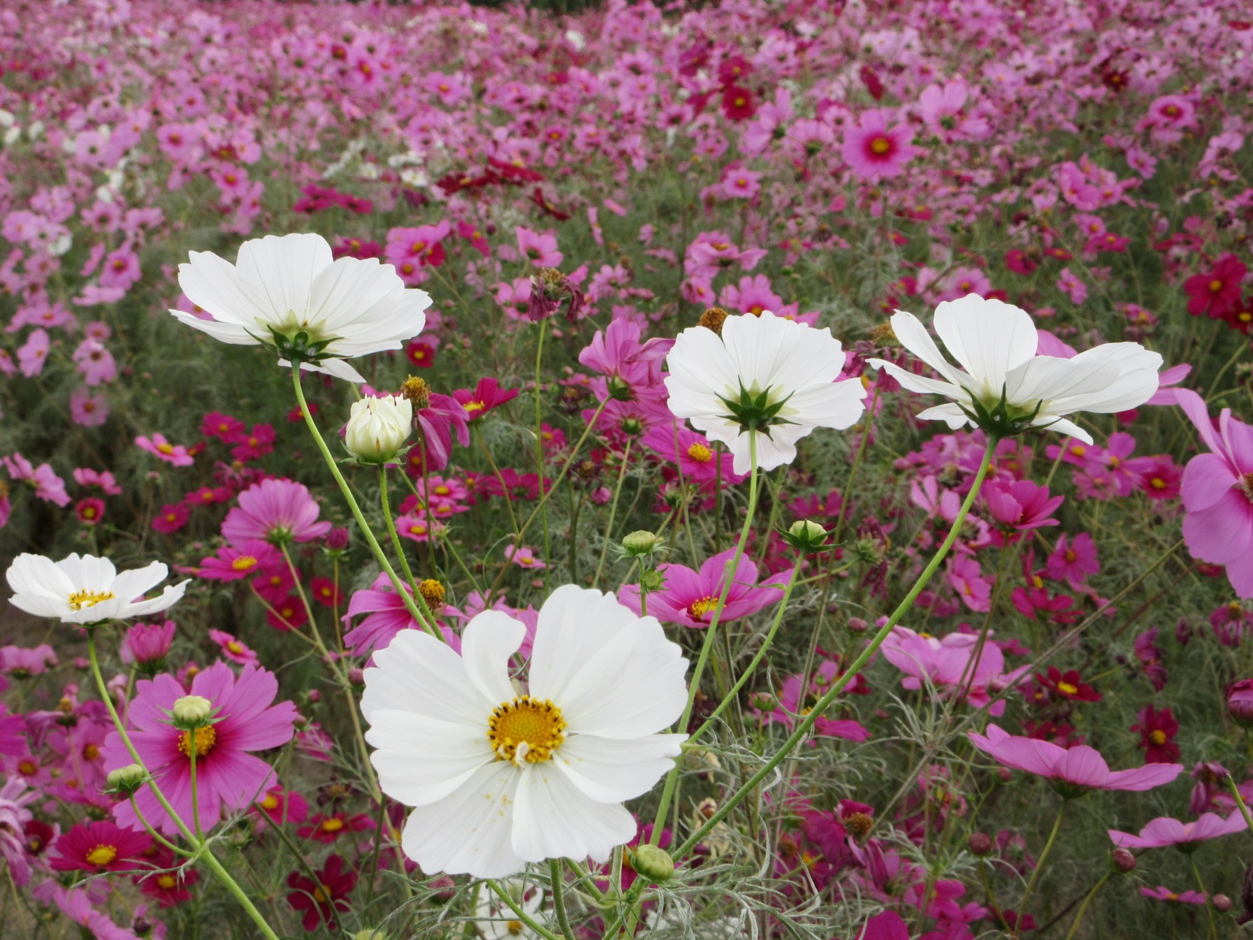 ピンクの花に囲まれた白色のコスモス