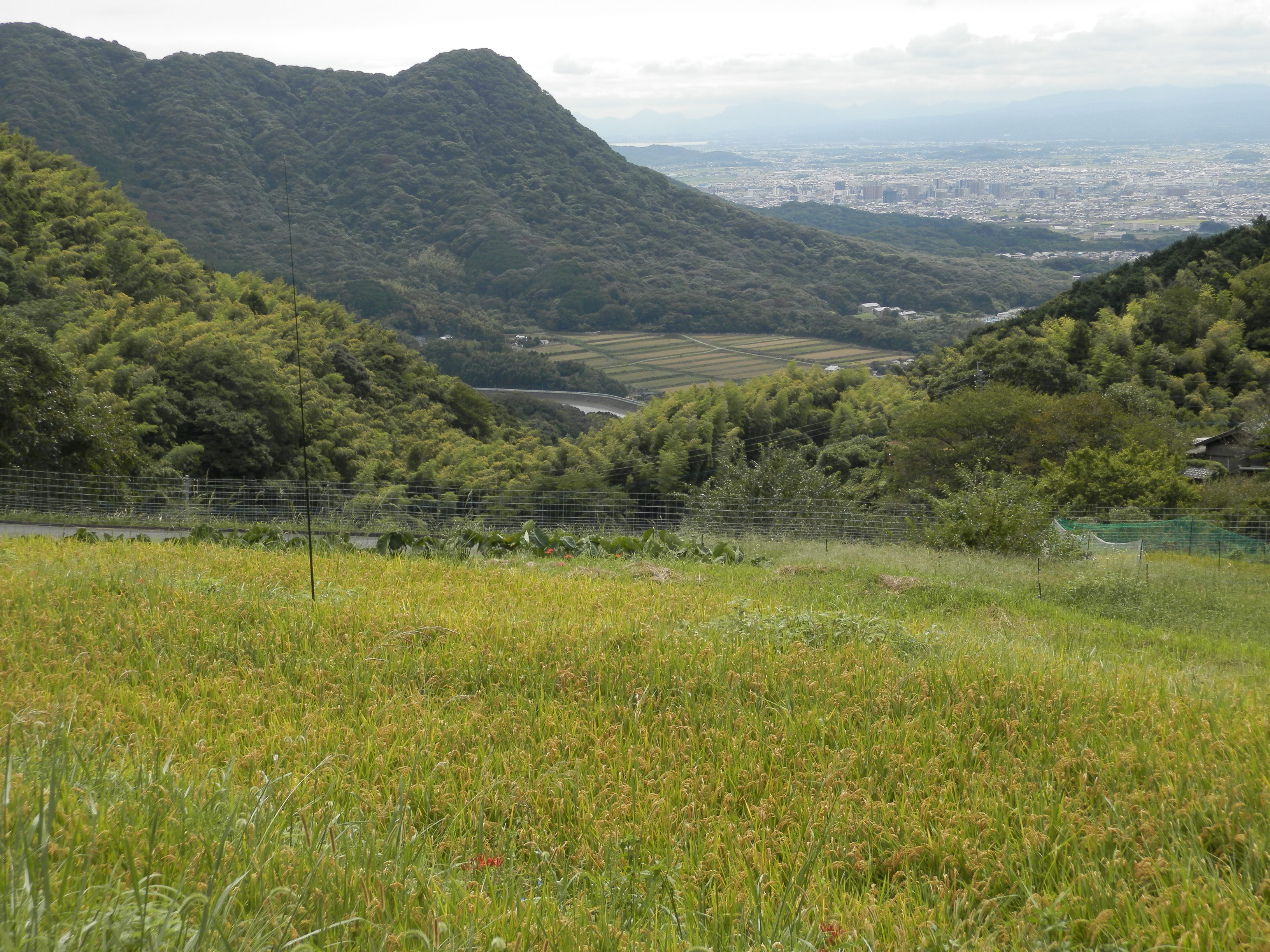 棚田から見下ろせる苅田町の様子