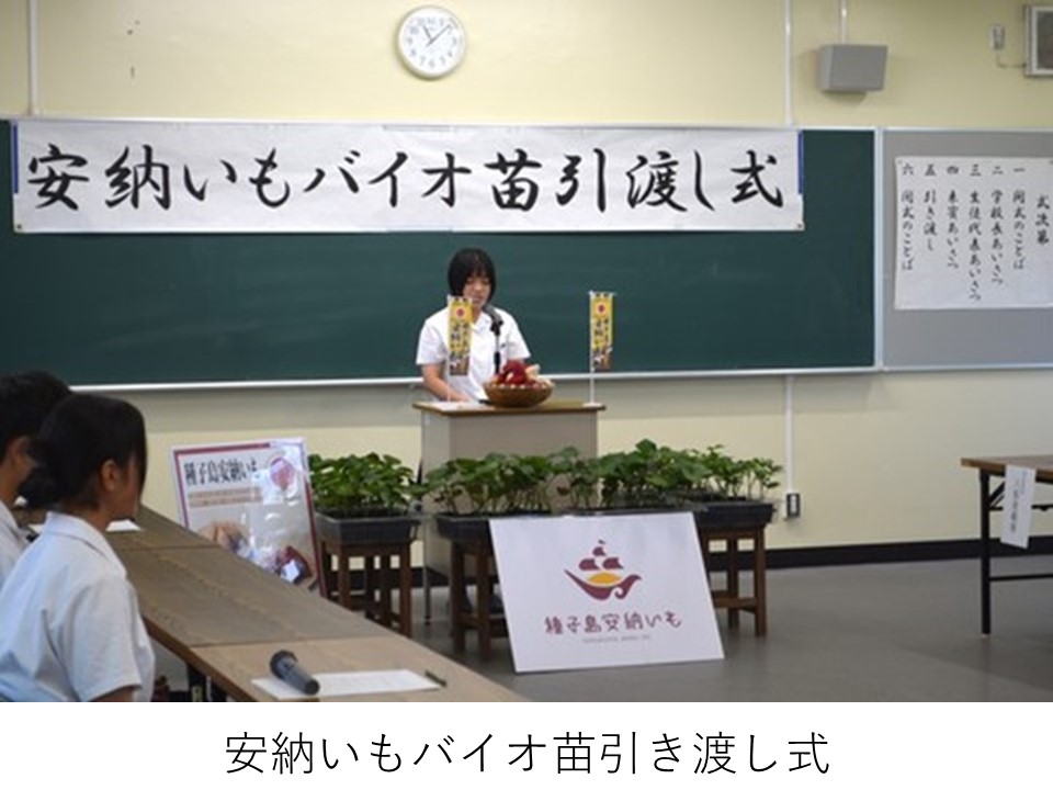 安納いもバイオ苗引渡し式