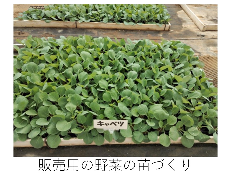 販売用の野菜のキャベツの苗づくり