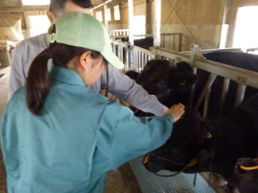 牛の実習に励む生徒