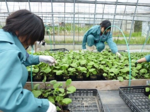 苗ものの実習に励む生徒