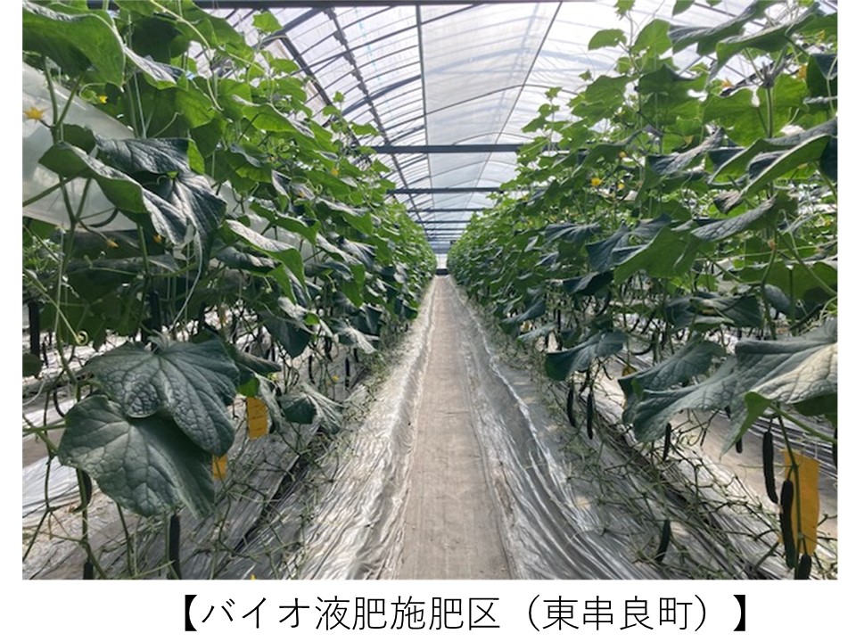 ビニールハウス内で、マルチシートが敷かれた畝の両側にきゅうりが棚仕立てで栽培されている様子。青々とした葉が茂り、通路奥まで整然と並ぶ栽培列が続いている。バイオ液肥を活用した施肥区の栽培状況を示す。