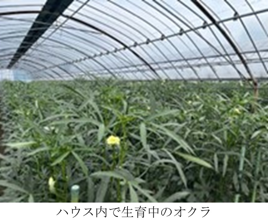 ハウス内で生育中のオクラ