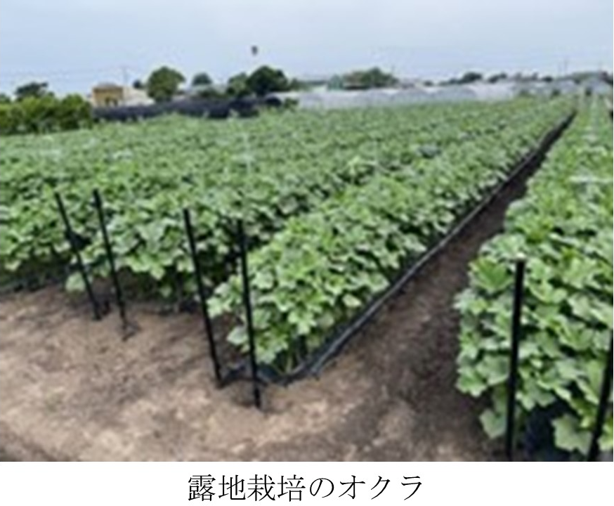 露地栽培のオクラ