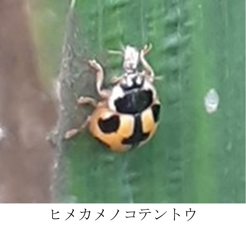 ヒメカメノコテントウ