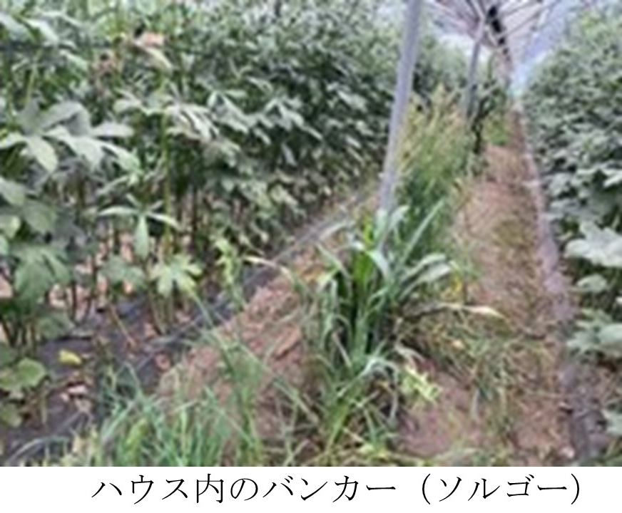 ハウス内のバンカー(ソルゴー)
