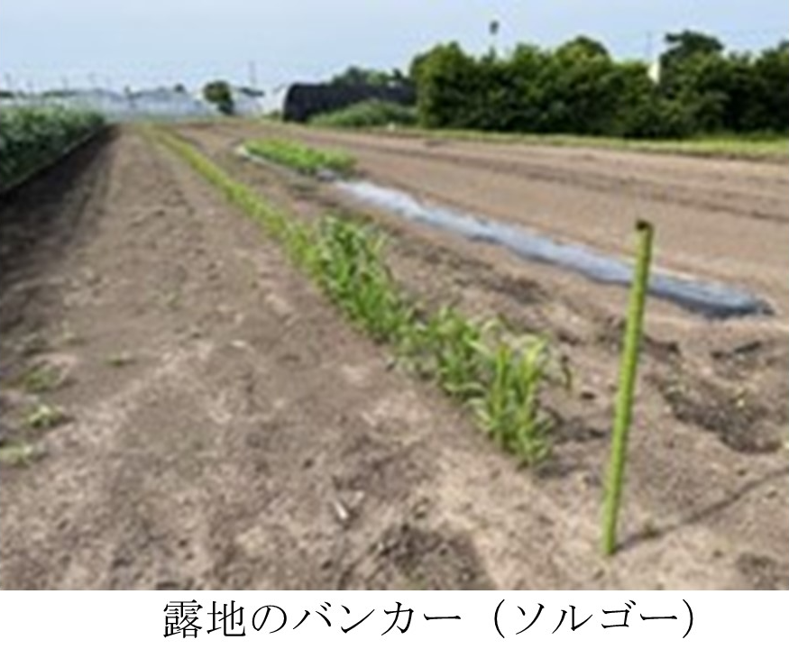 露地のバンカー(ソルゴー)