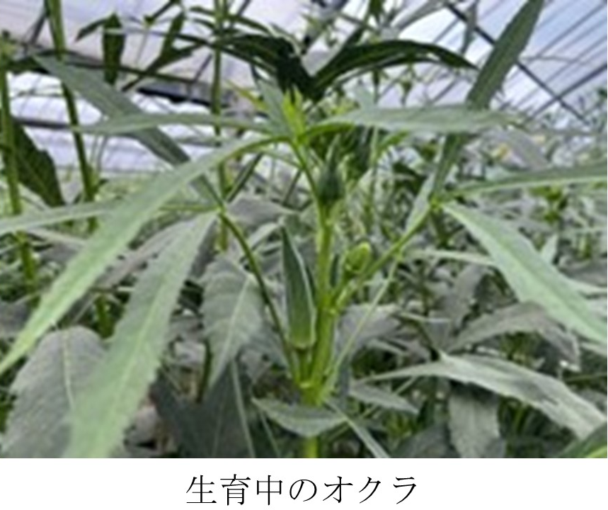 生育中のオクラ