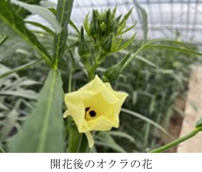開花後のオクラの花