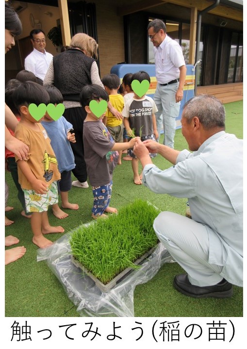 屋外で稲の苗を触っている園児たち