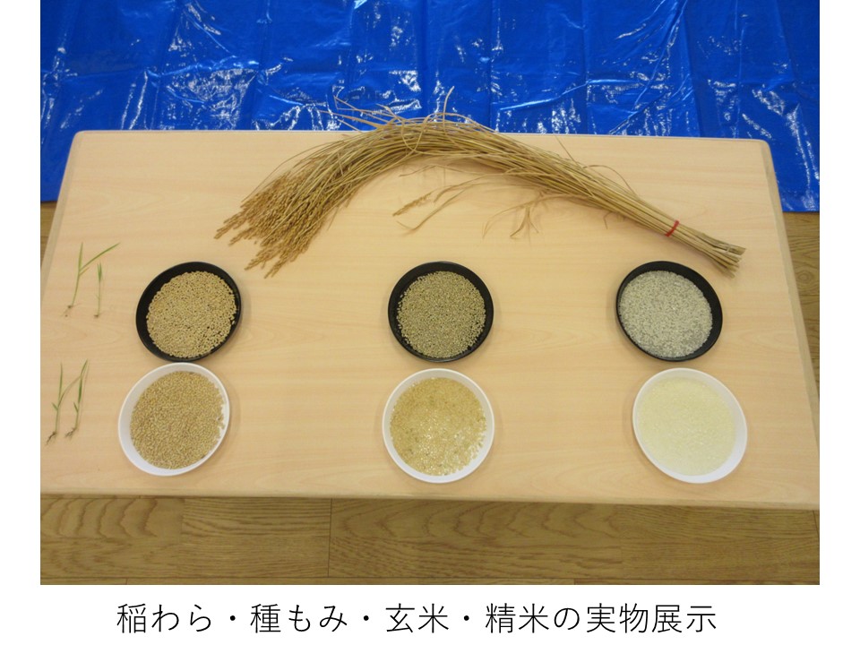左側から稲わら・種もみ・玄米・精米の実物展示