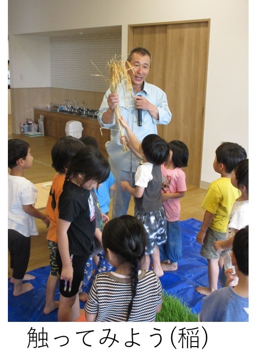 稲刈り後の稲を触っている園児たち
