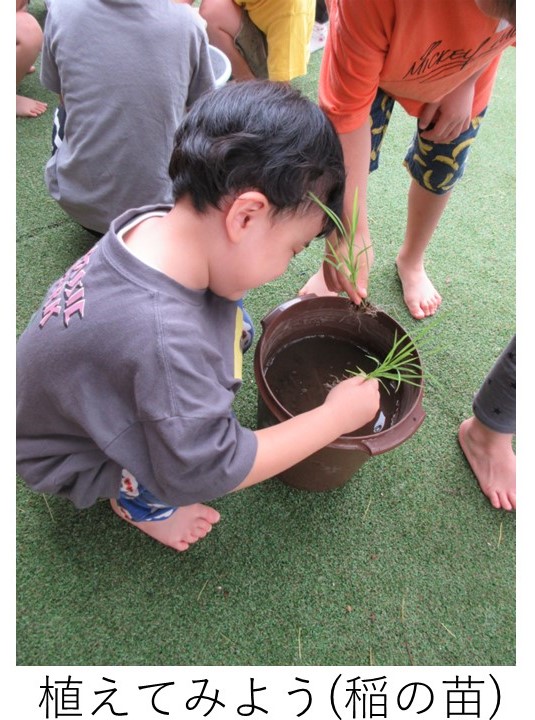 バケツに稲の苗を植えている園児