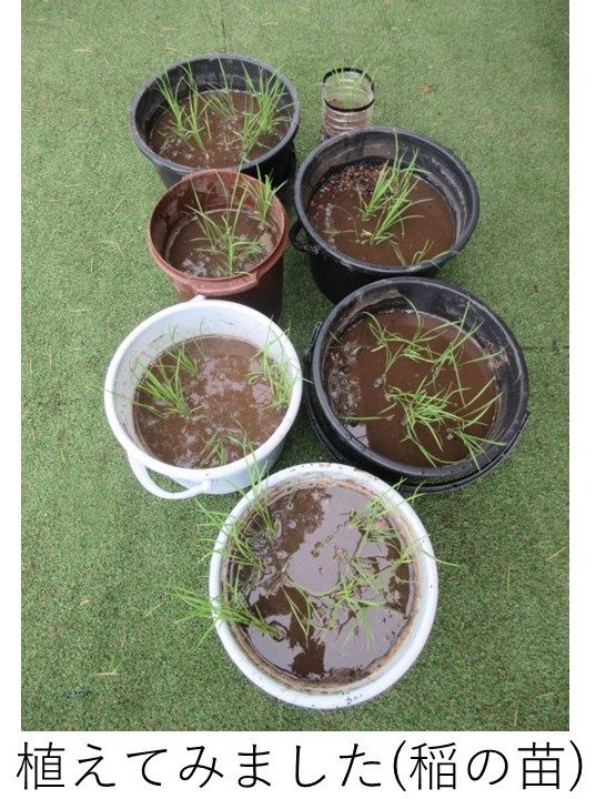 稲の苗をバケツ6個とペットボトル1本に植えてみました。