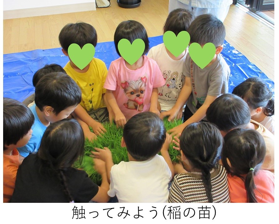 稲の苗を―触っている園児たち