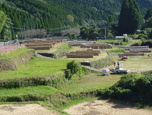 棚田内の美しい掛け干し風景