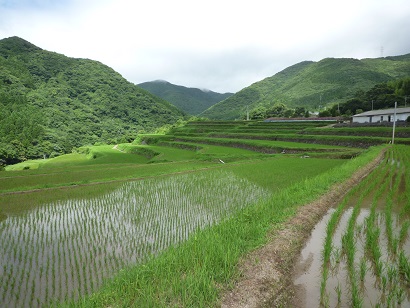 おごっ段の華の棚田の風景(その1)