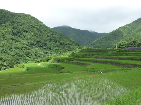 おごっ段の華の棚田の風景(その2)