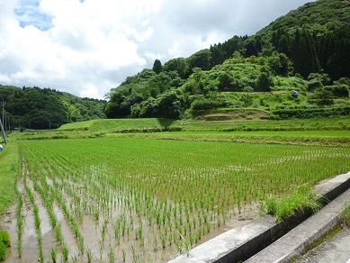 舟川前の棚田の風景(その2)