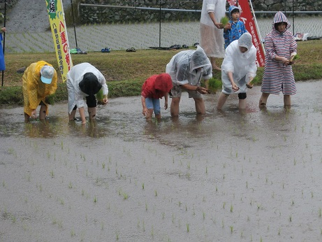 田植え体験の様子(その2)