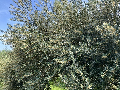 オリーブの開花風景(その2)