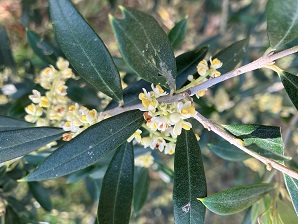 オリーブの花(拡大)