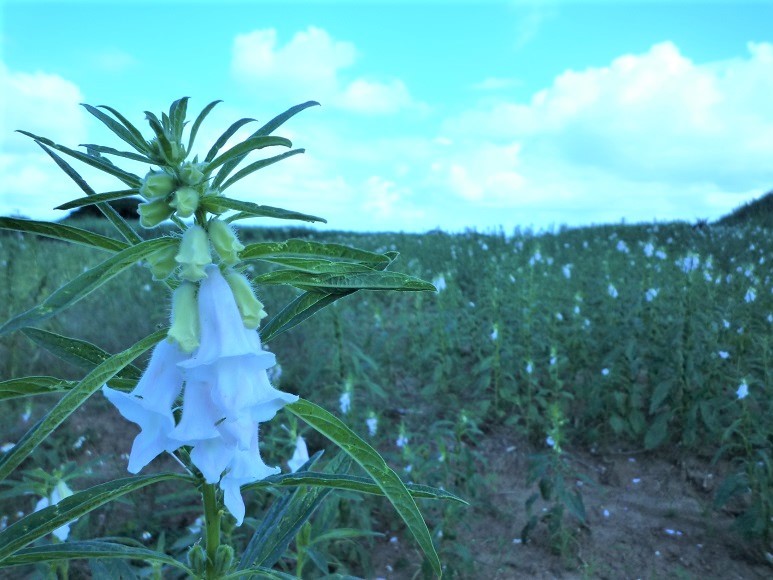 遅咲きの白ごまの花