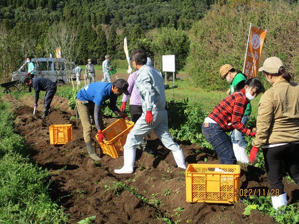 有機じゃがいもの収穫作業(その2)