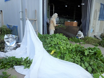 (株)春日園川路製茶工場での桑葉の収穫作業風景