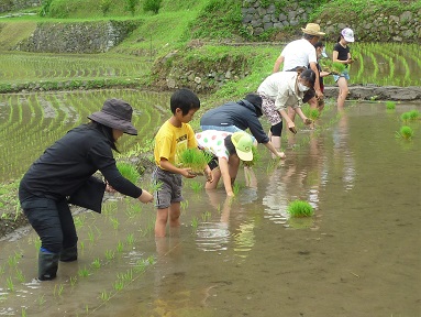 田植え体験の様子(その1)
