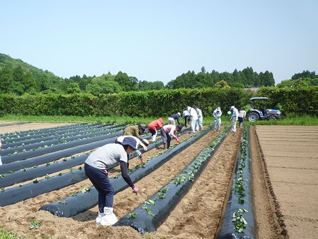 有機さつまいも苗の植付け作業の風景（その２）