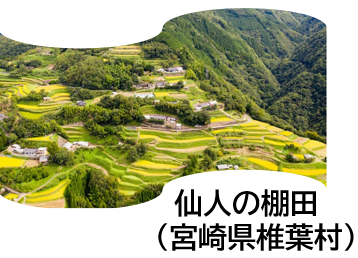 仙人の棚田
