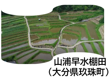 山浦早水の棚田