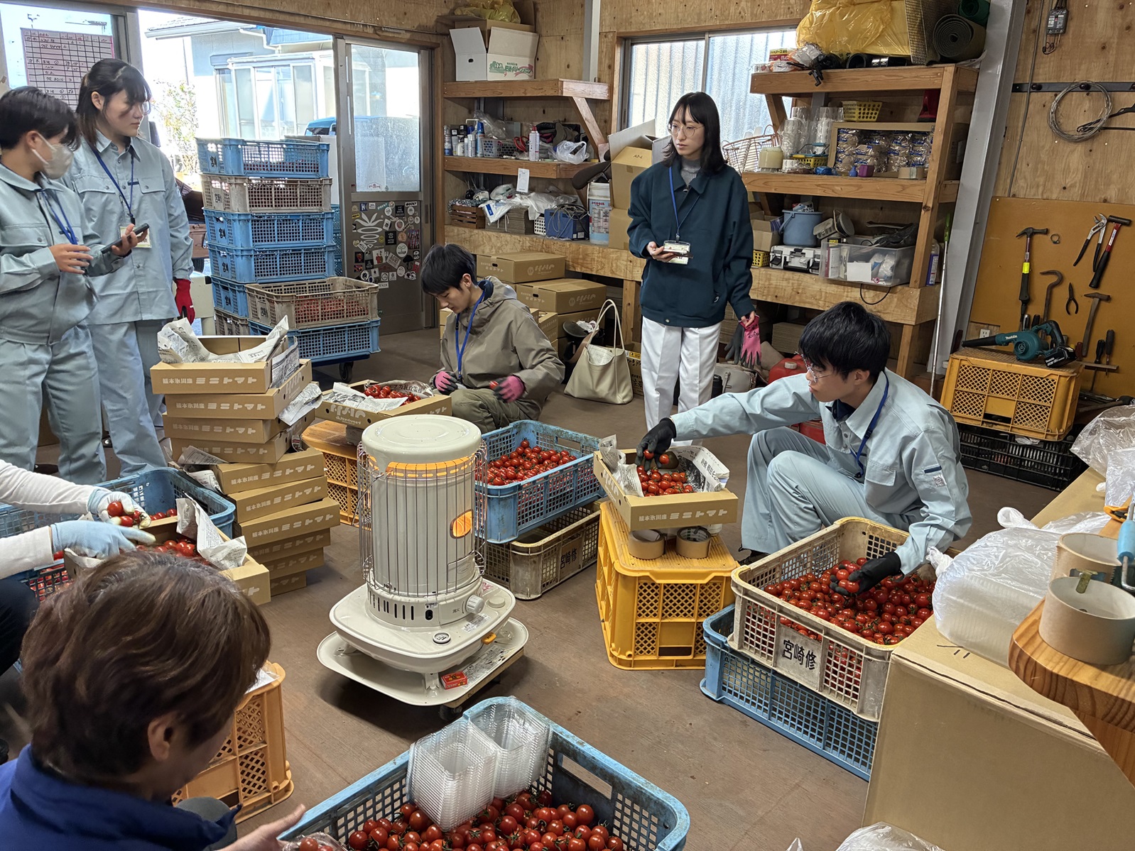 トマトの梱包をする学生と職員