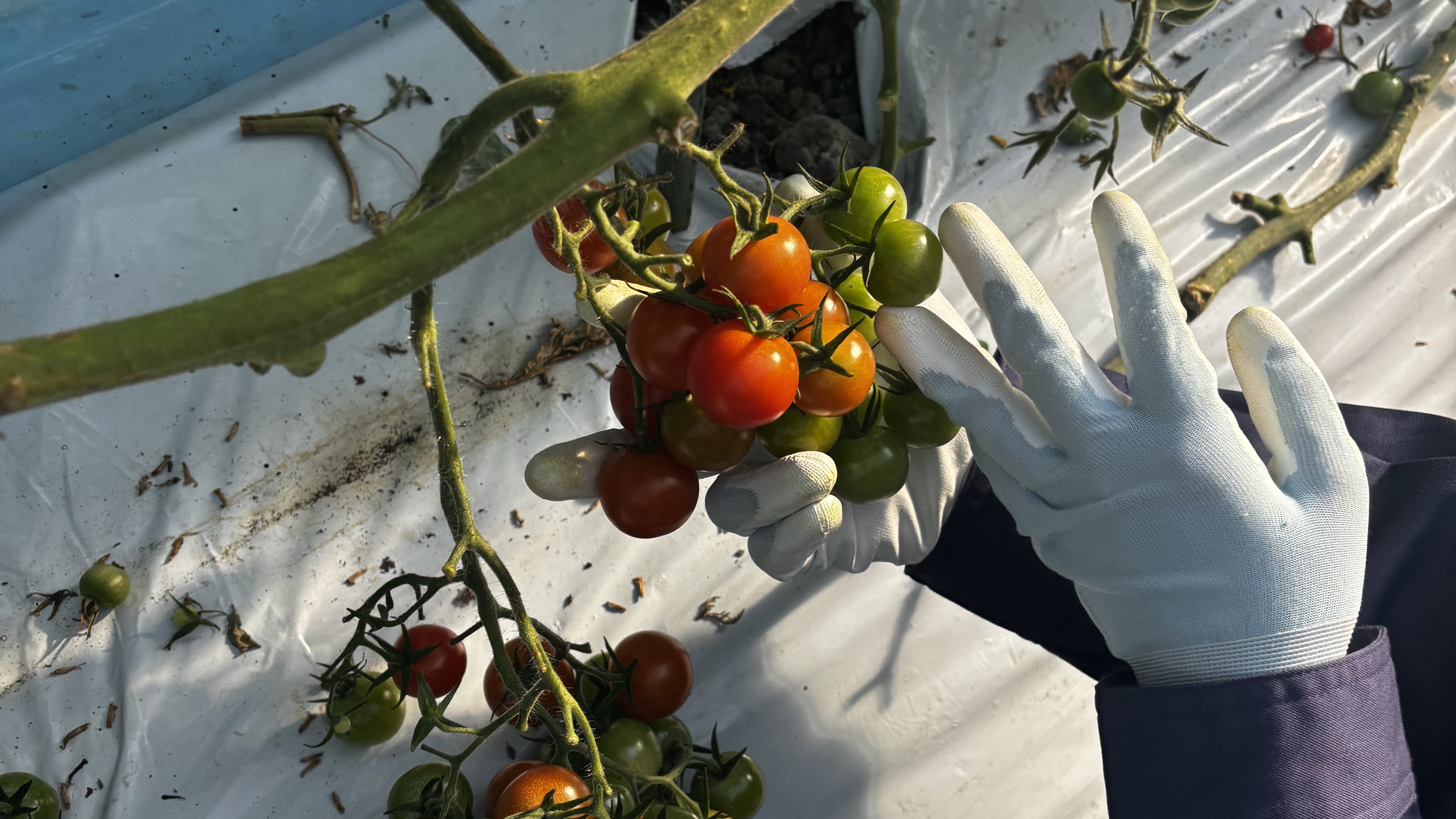 トマトイベント