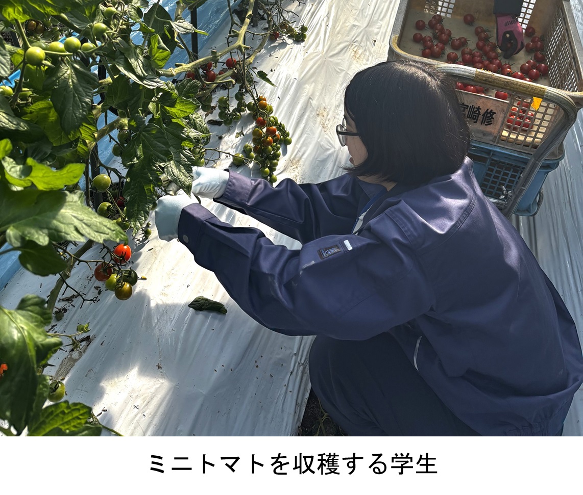 ミニトマトを収穫する学生