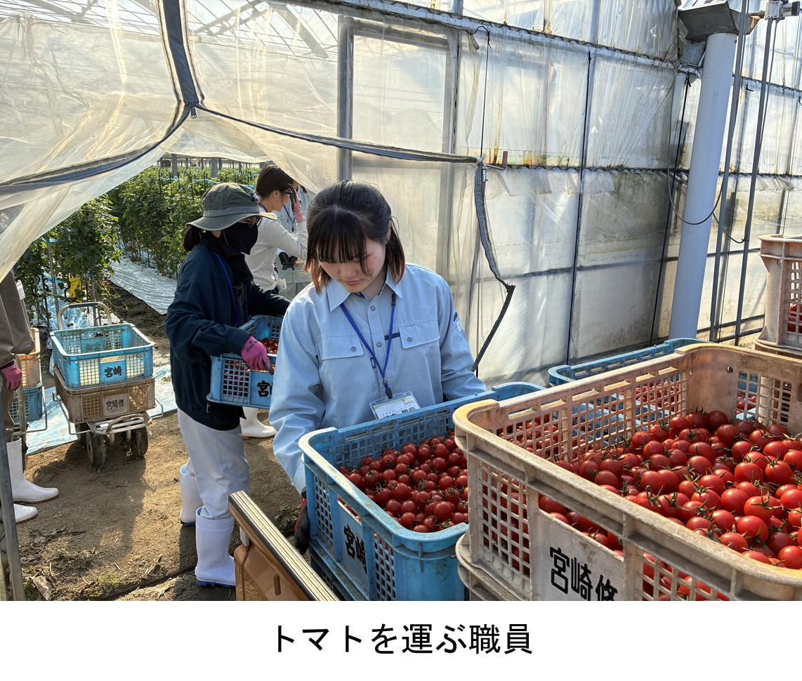 トマトを運ぶ職員
