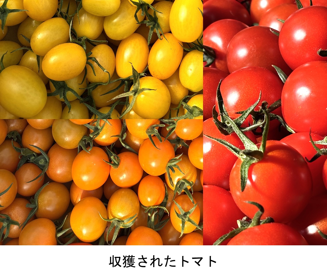 収獲されたトマト