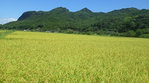 01_天草早期米稲刈り