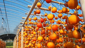 001_干し柿_宇城市豊野地区