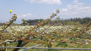 梨の花(全体)