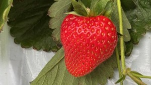 いちごアップ