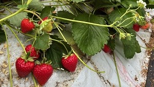 いちご全体