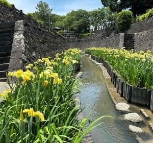 花菖蒲