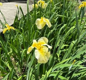 花菖蒲アップ