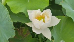 れんこんの花1