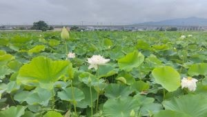 れんこんの花3