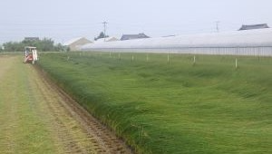 い草の刈り取り風景
